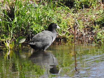 オオバン 東京港野鳥公園 2019年11月4日(月)