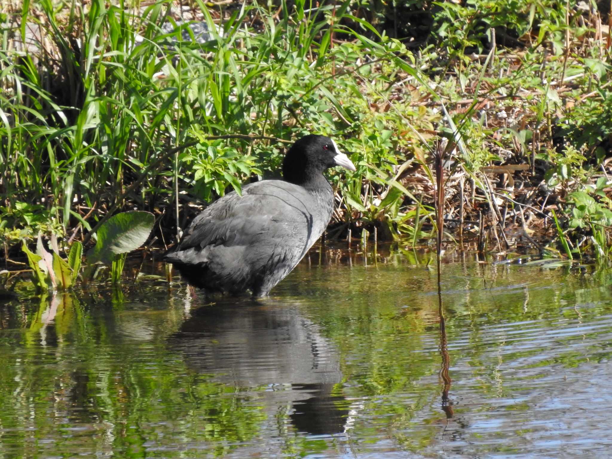 東京港野鳥公園 オオバンの写真 by TK2