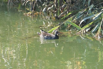 2019年11月8日(金) 山田池公園の野鳥観察記録