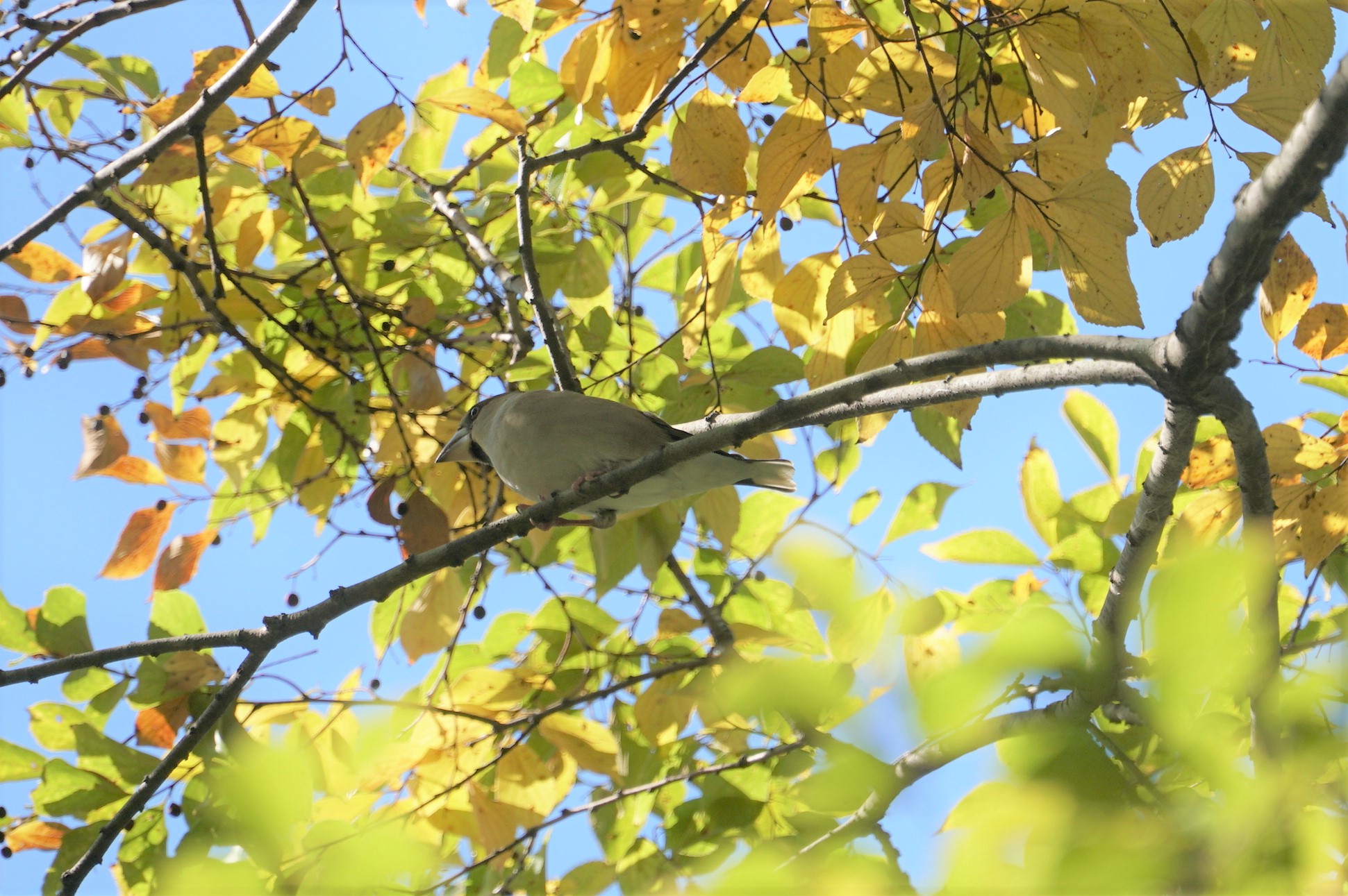 Hawfinch