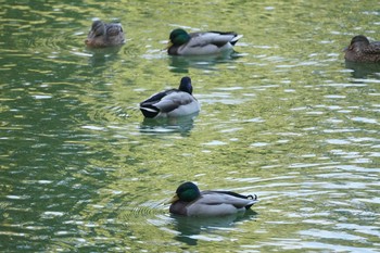 Mallard 山田池公園 Fri, 11/8/2019