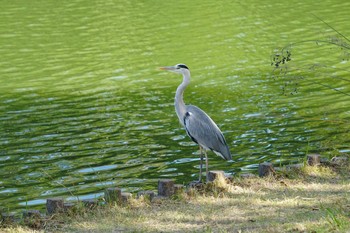 Grey Heron 山田池公園 Fri, 11/8/2019