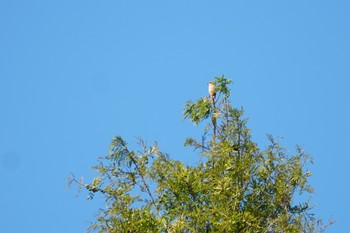 Bull-headed Shrike 山田池公園 Fri, 11/8/2019