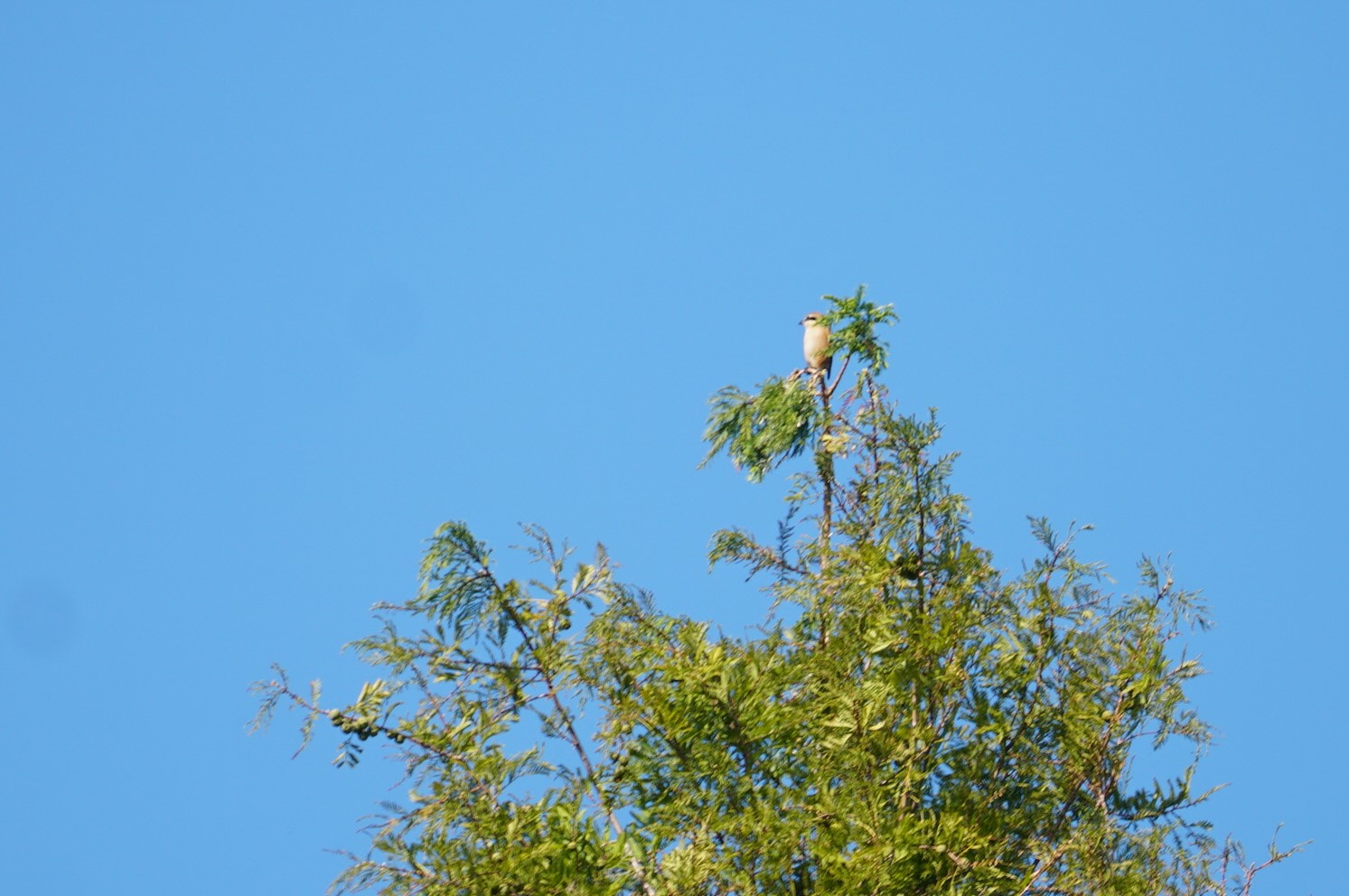 Bull-headed Shrike