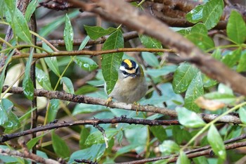 Thu, 10/17/2019 Birding report at Parc de Vaugrenier,France