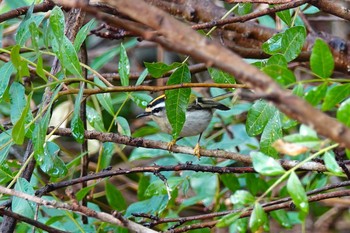 Common Firecrest Parc de Vaugrenier,France Thu, 10/17/2019