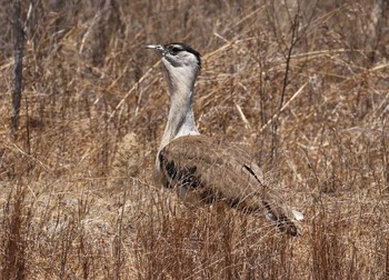 Australian Bustard Iron Range National Park Sun, 10/20/2019