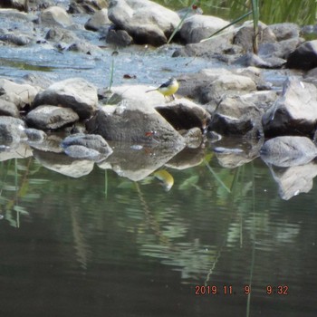 2019年11月9日(土) 光が丘公園の野鳥観察記録