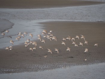 2019年11月9日(土) 葛西臨海公園の野鳥観察記録