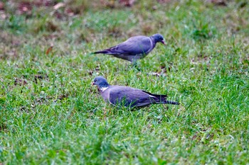 モリバト Parc de Vaugrenier,France 2019年10月17日(木)