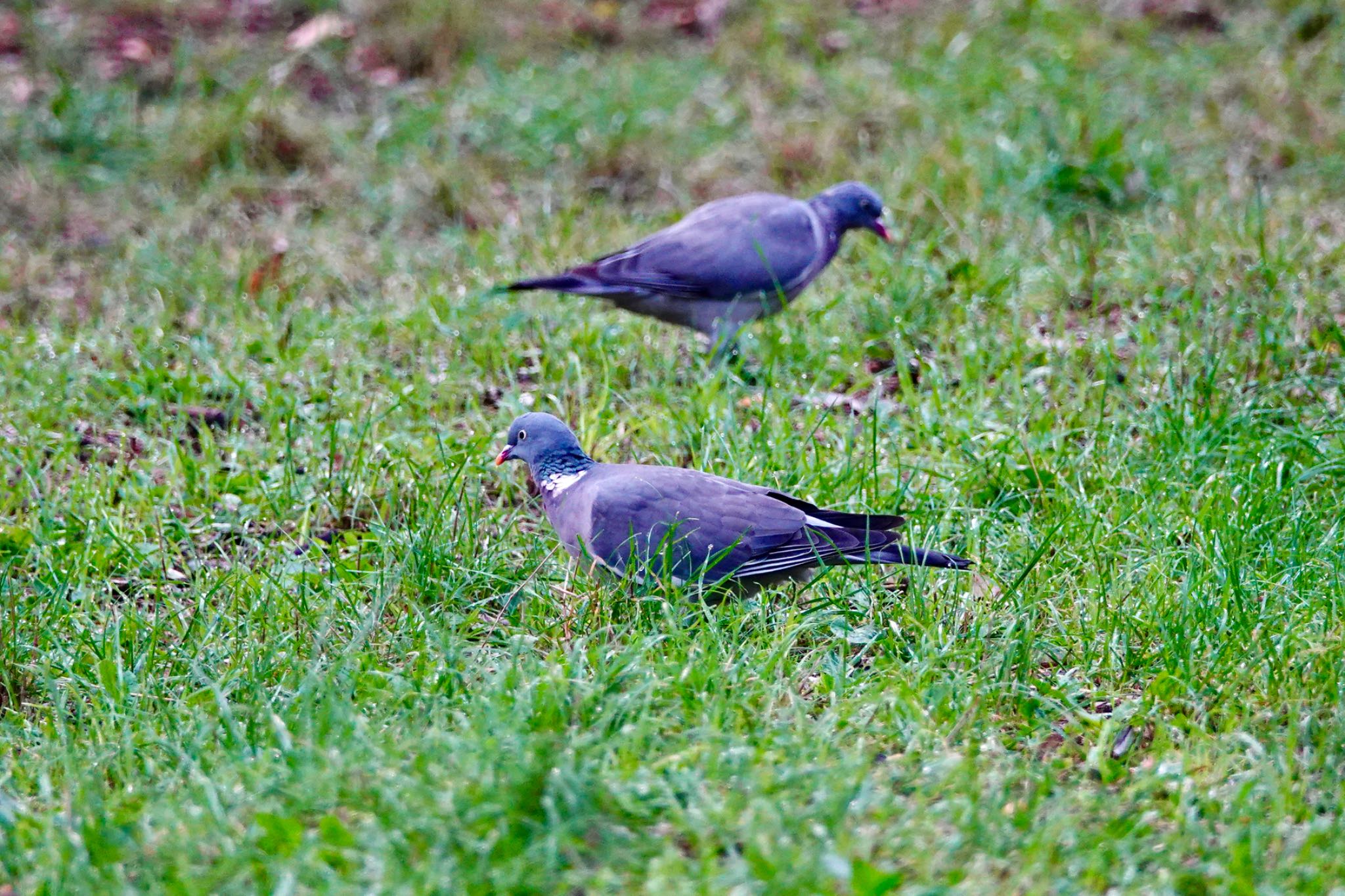 Photo of Common Wood Pigeon at Parc de Vaugrenier,France by のどか