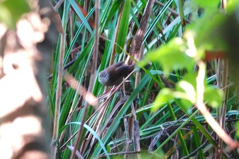 ヨーロッパウグイス Parc de Vaugrenier,France 2019年10月17日(木)