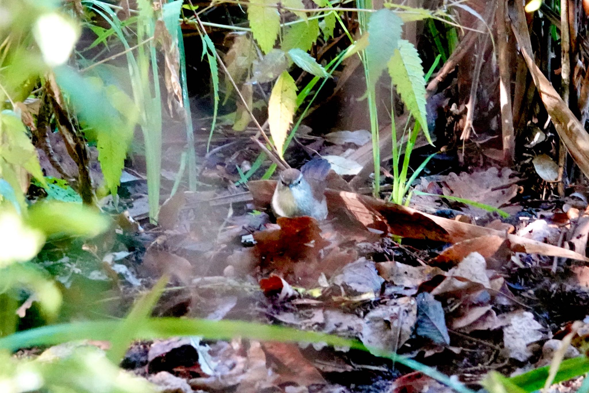 Cetti's Warbler