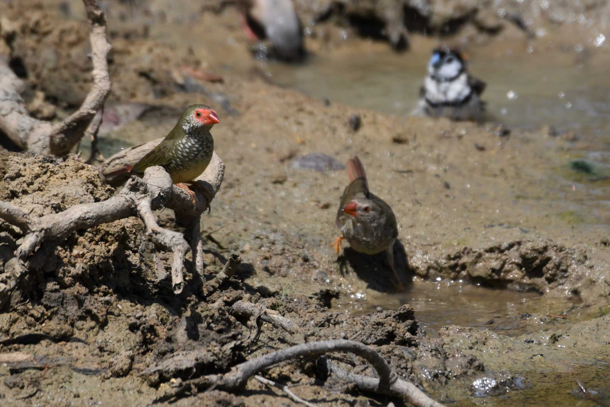 Star Finch