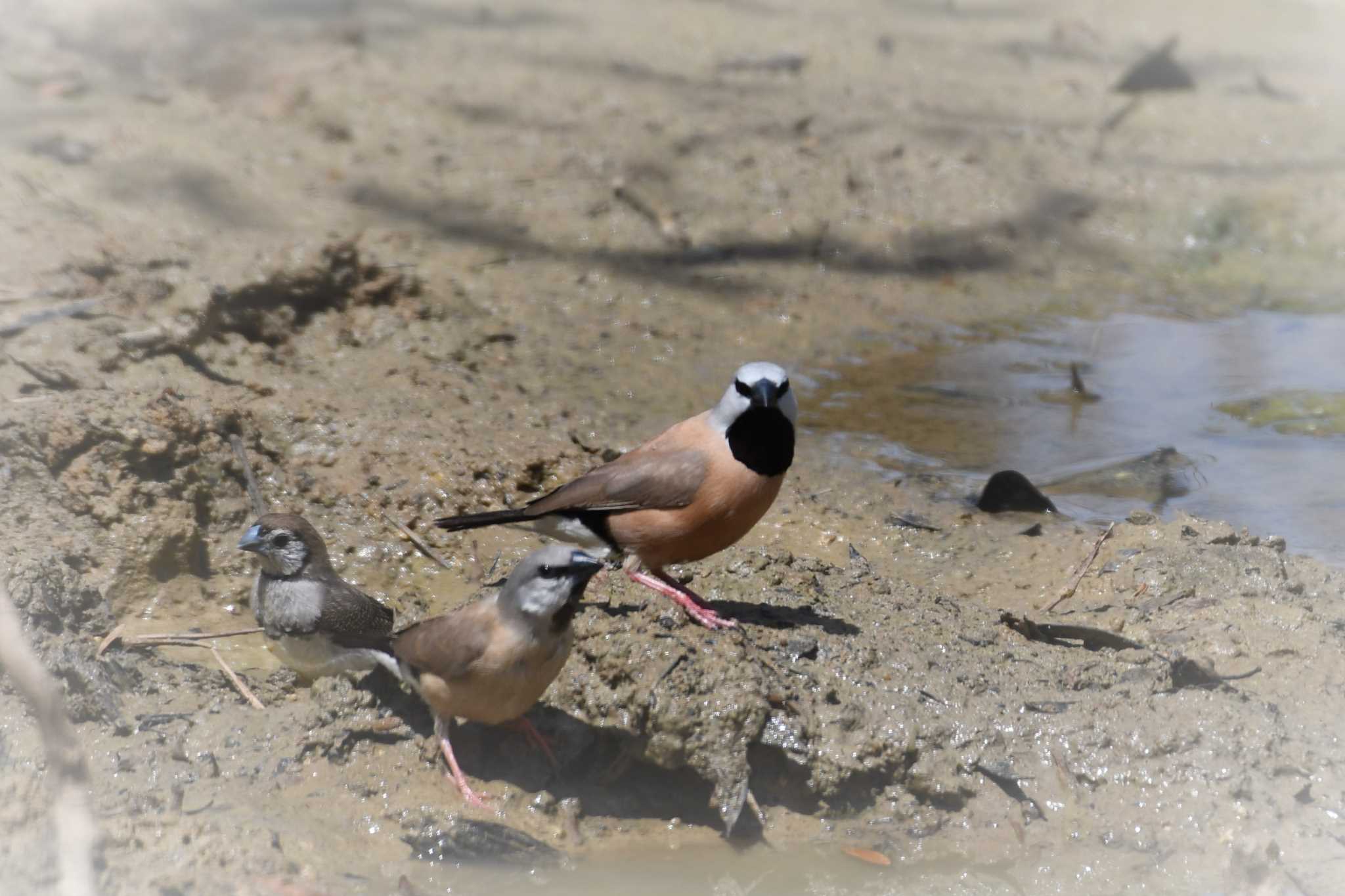 Black-throated Finch