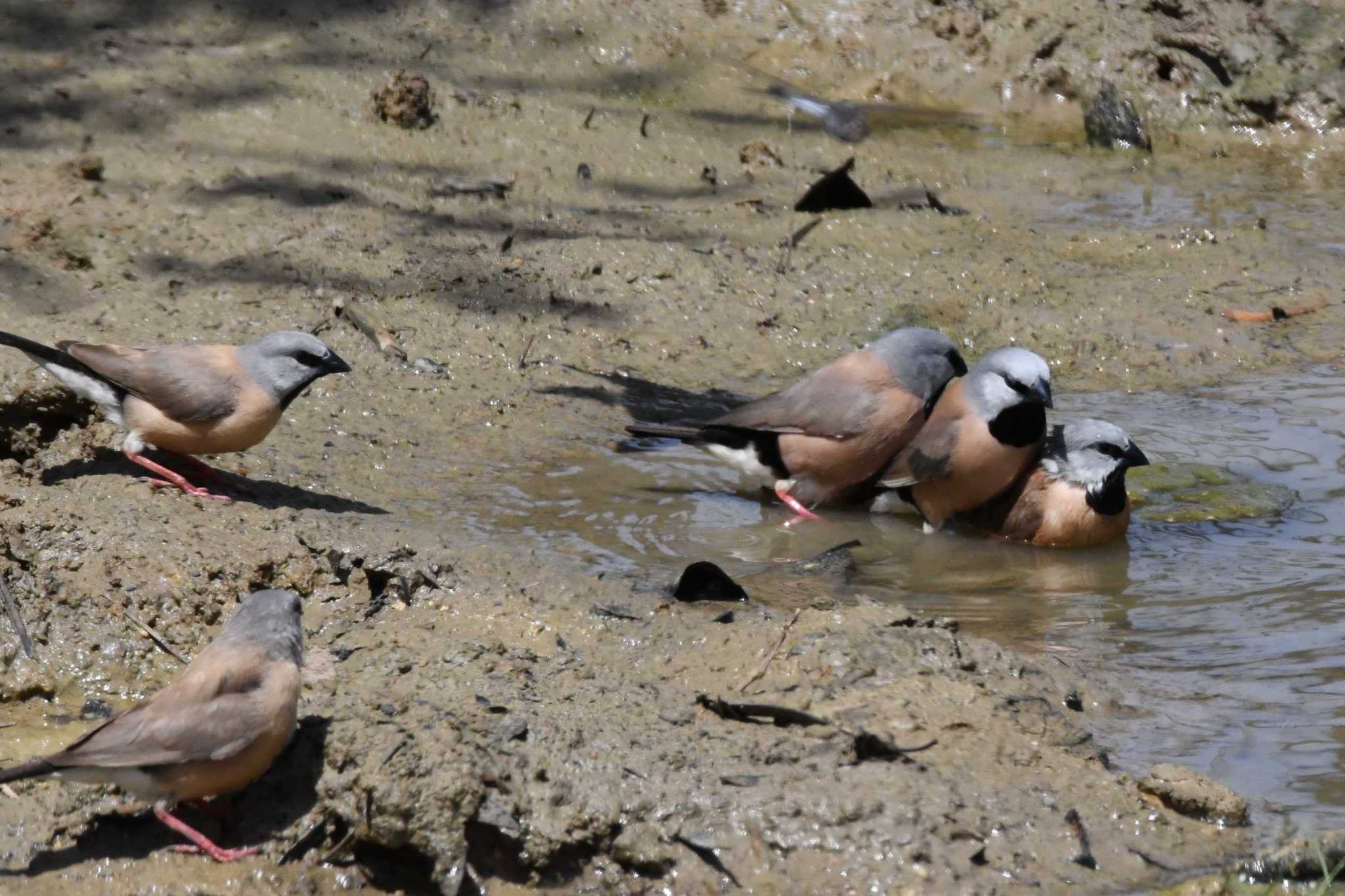 Black-throated Finch