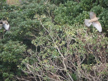 オオタカ 葛西臨海公園 2019年11月9日(土)