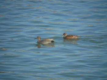 2019年11月9日(土) 多摩川二ヶ領宿河原堰の野鳥観察記録