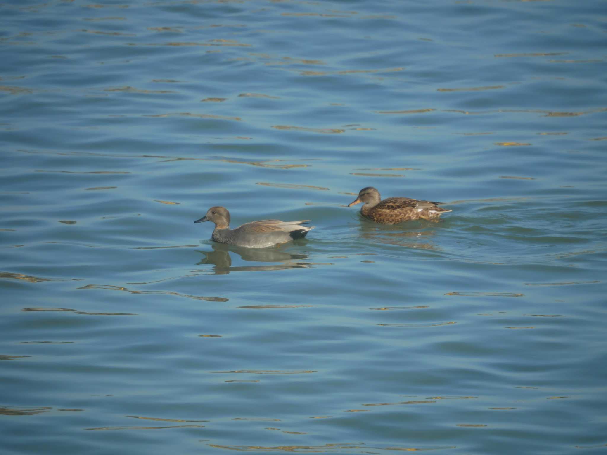 Photo of Gadwall at 多摩川二ヶ領宿河原堰 by さすらう葦