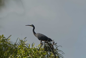 White-faced Heron Iron Range National Park Sun, 10/13/2019