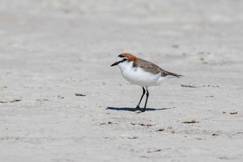 Red-capped Plover Rottnest Island Sat, 4/27/2019