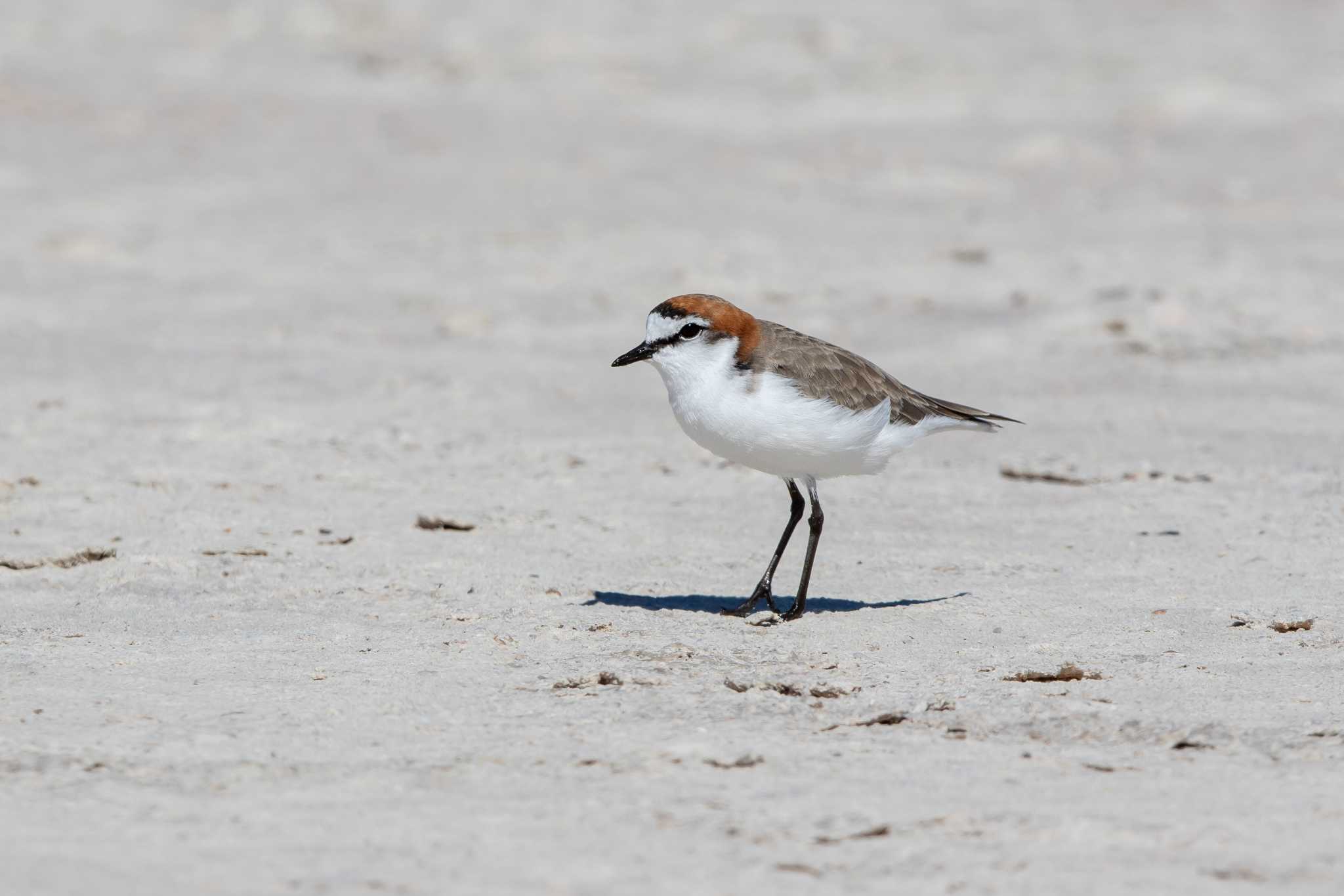Red-capped Plover