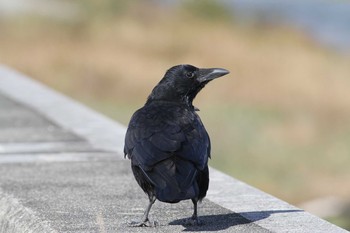 2019年11月4日(月) 五主海岸の野鳥観察記録