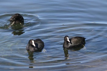 2019年11月9日(土) 五主海岸の野鳥観察記録