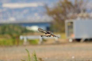 チョウゲンボウ 富士川 2019年11月9日(土)