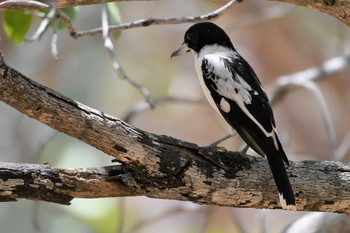 Black-backed Butcherbird