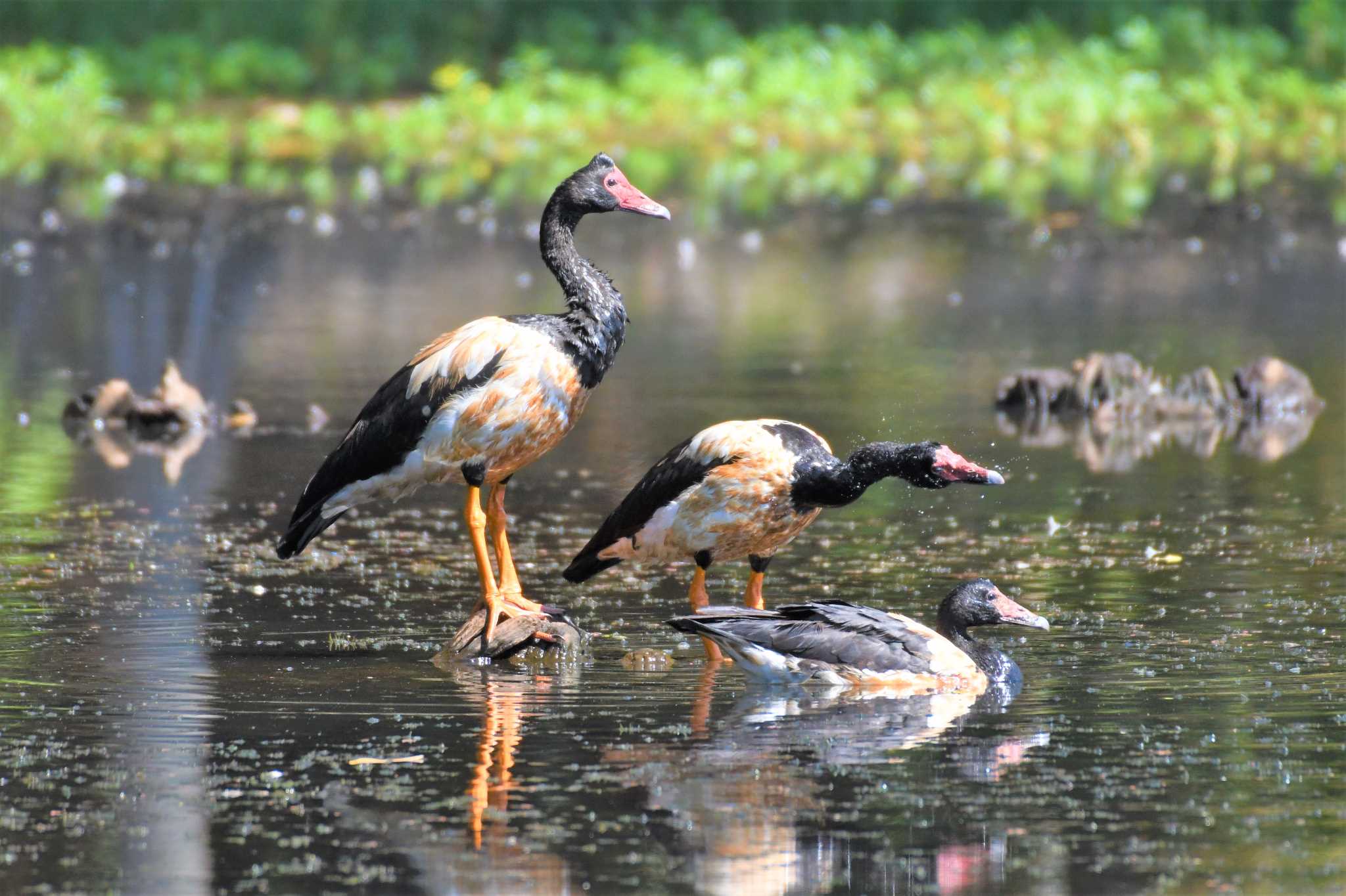 Magpie Goose