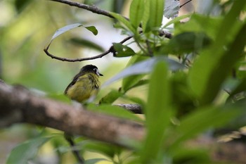 White-faced Robin