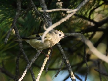 Sat, 11/9/2019 Birding report at 兵庫県明石市