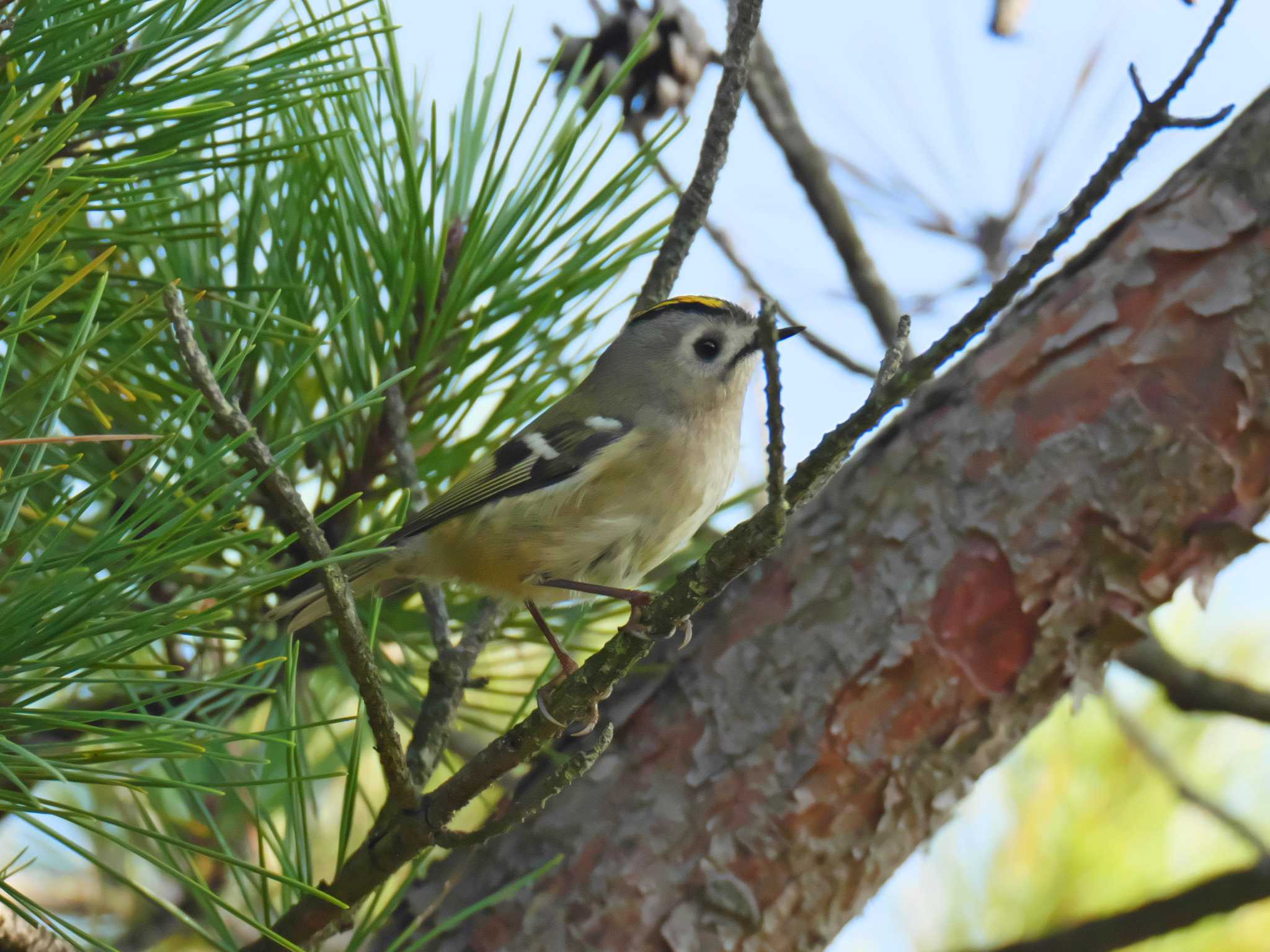 Goldcrest