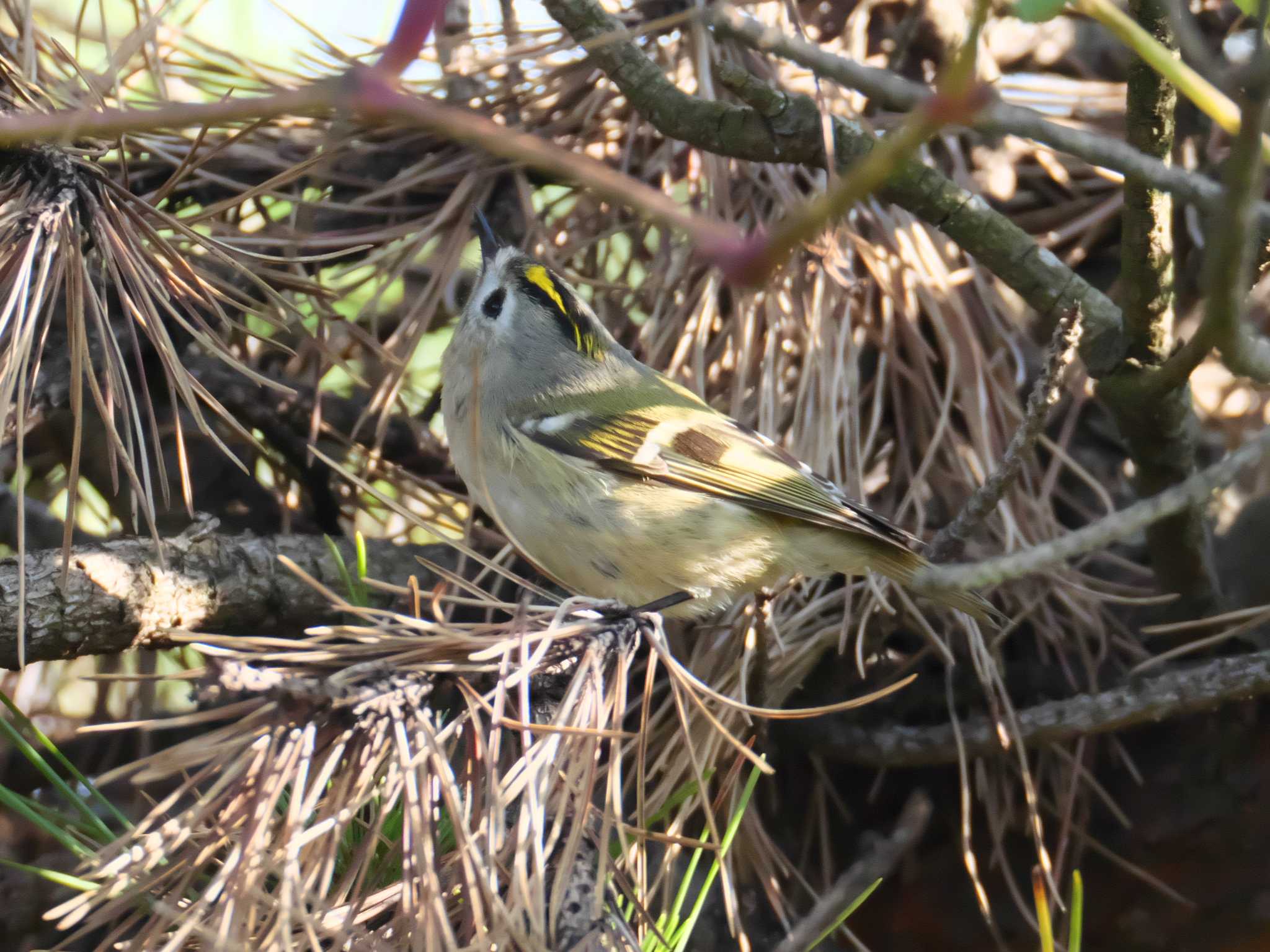 Goldcrest