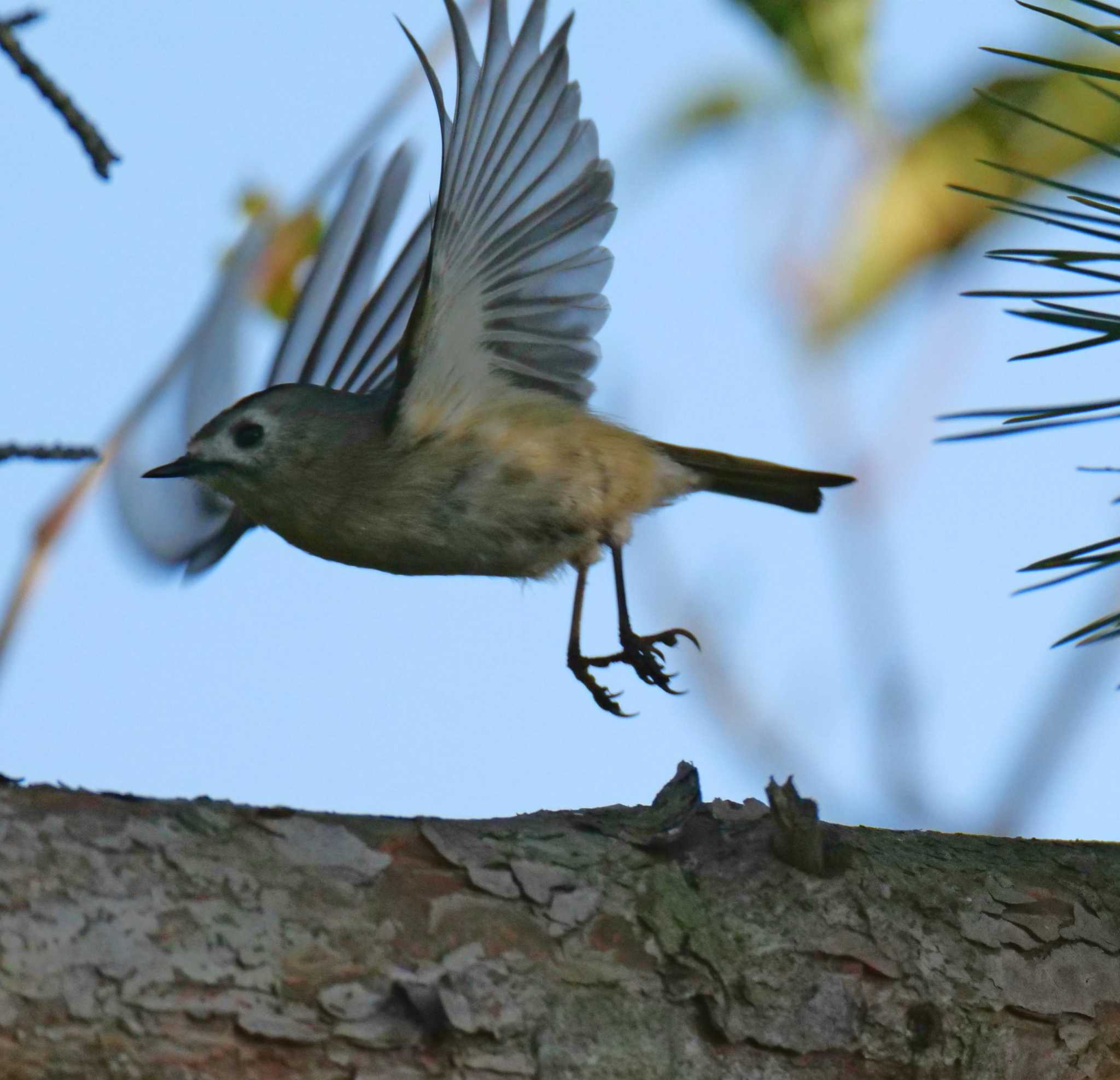 Goldcrest