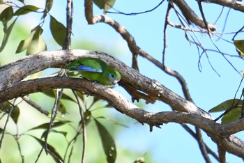 Double-eyed Fig Parrot ケアンズ Sat, 10/12/2019