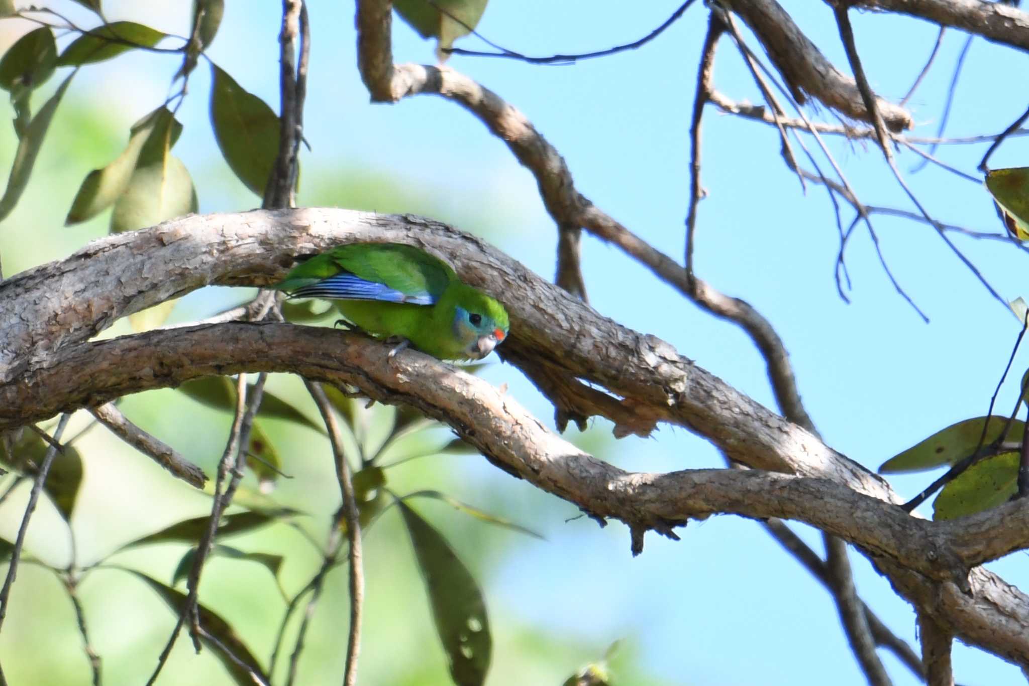 イチジクインコ