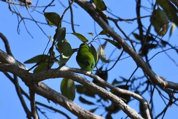 Double-eyed Fig Parrot ケアンズ Sat, 10/12/2019