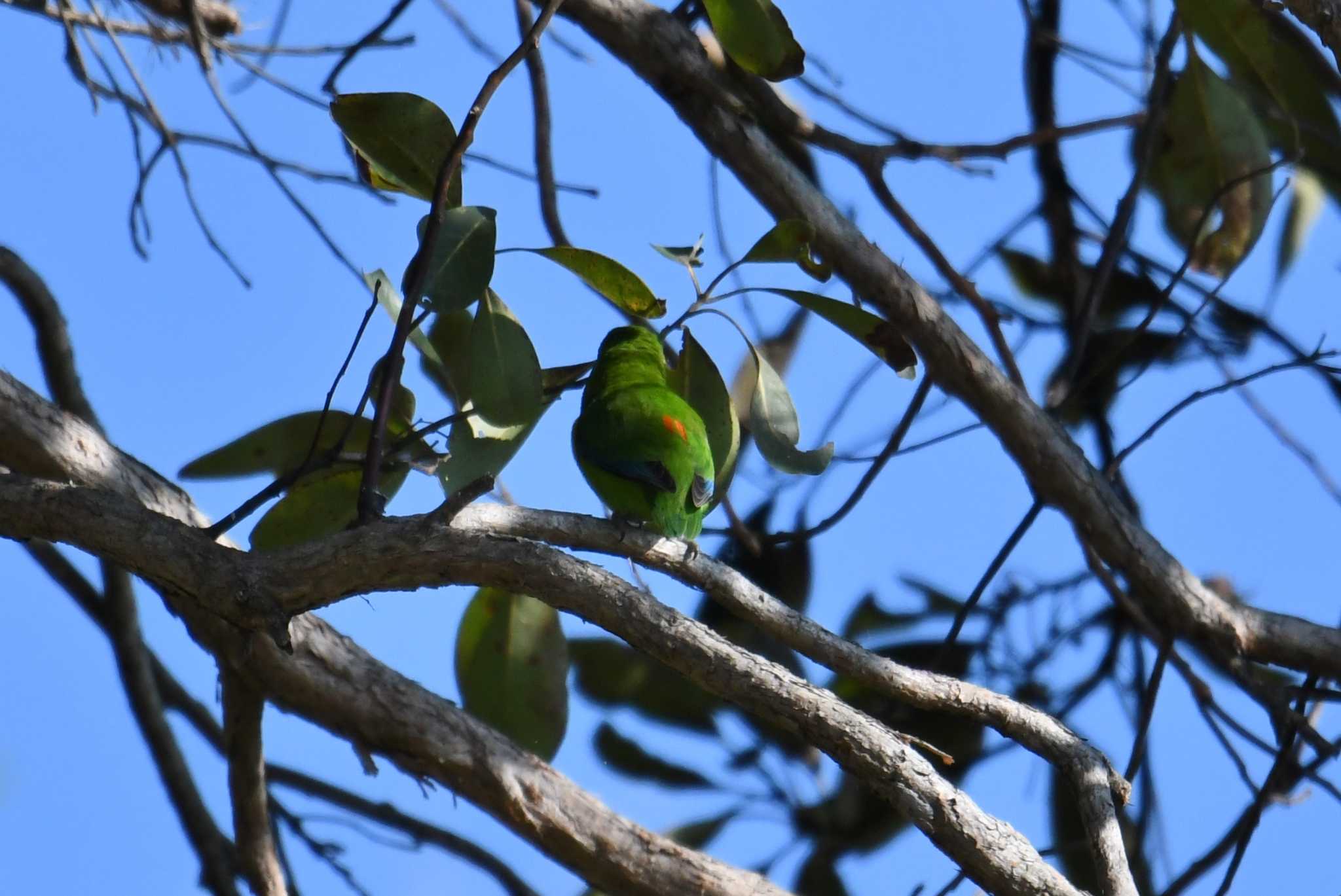 Photo of Double-eyed Fig Parrot at ケアンズ by あひる