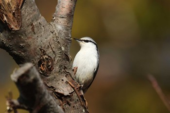 2019年11月9日(土) 北海道 函館市 東山の野鳥観察記録