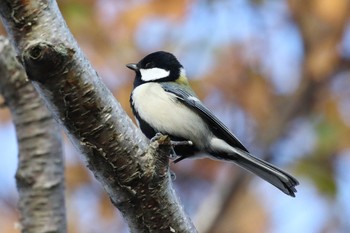 シジュウカラ 北海道 函館市 東山 2019年11月9日(土)