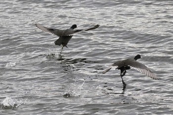 オオバン 北海道　七飯町　大沼公園 2019年11月9日(土)