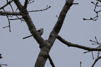 シマエナガ 北海道　七飯町　大沼公園 2019年11月9日(土)