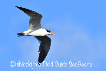 Caspian Tern Ishigaki Island Sat, 11/9/2019