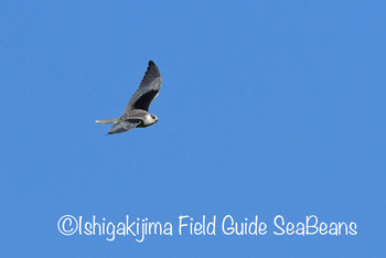 カタグロトビ 石垣島 2019年11月9日(土)