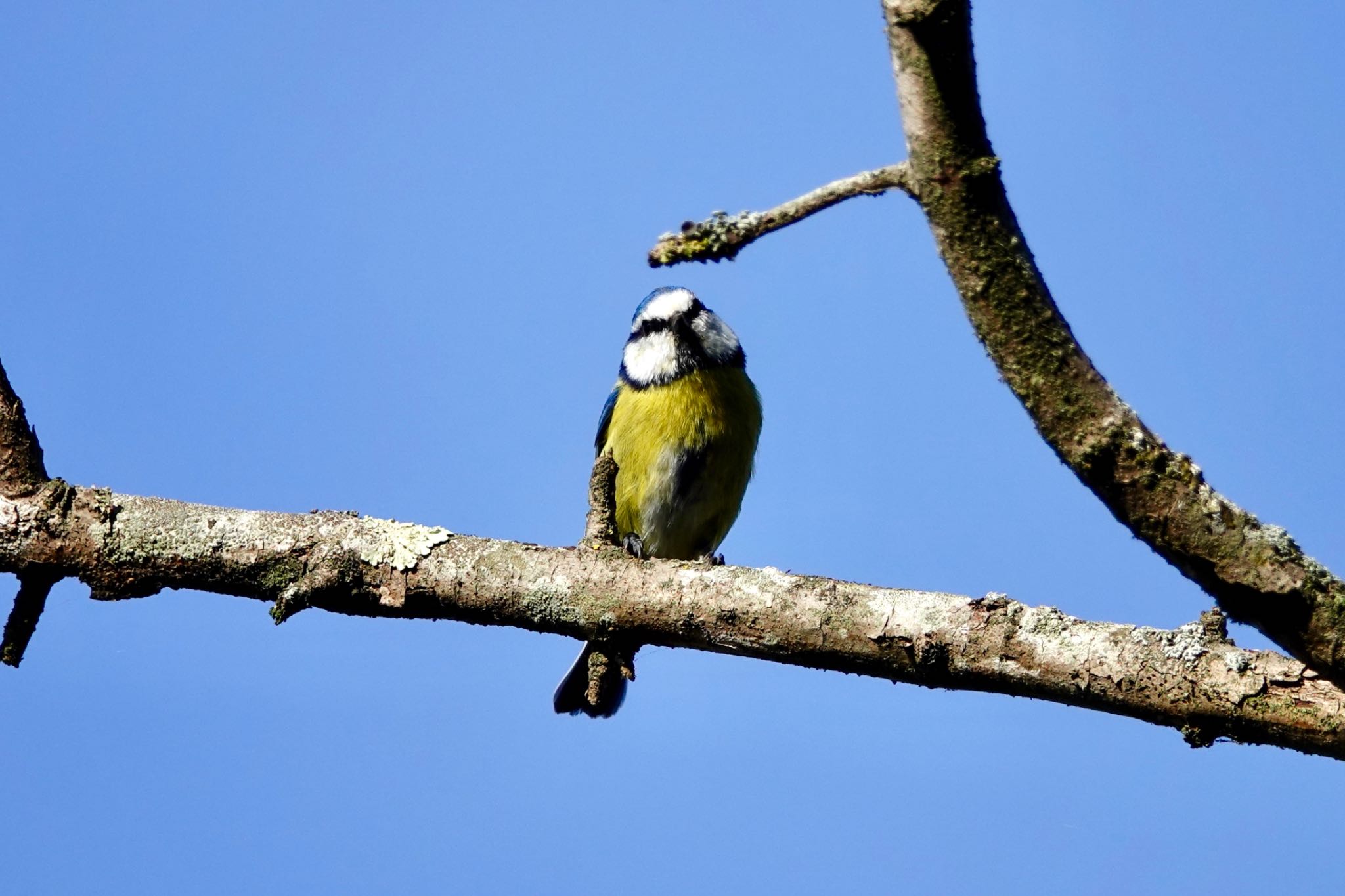 Photo of Eurasian Blue Tit at Parc de Vaugrenier,France by のどか