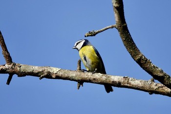 Eurasian Blue Tit Parc de Vaugrenier,France Thu, 10/17/2019