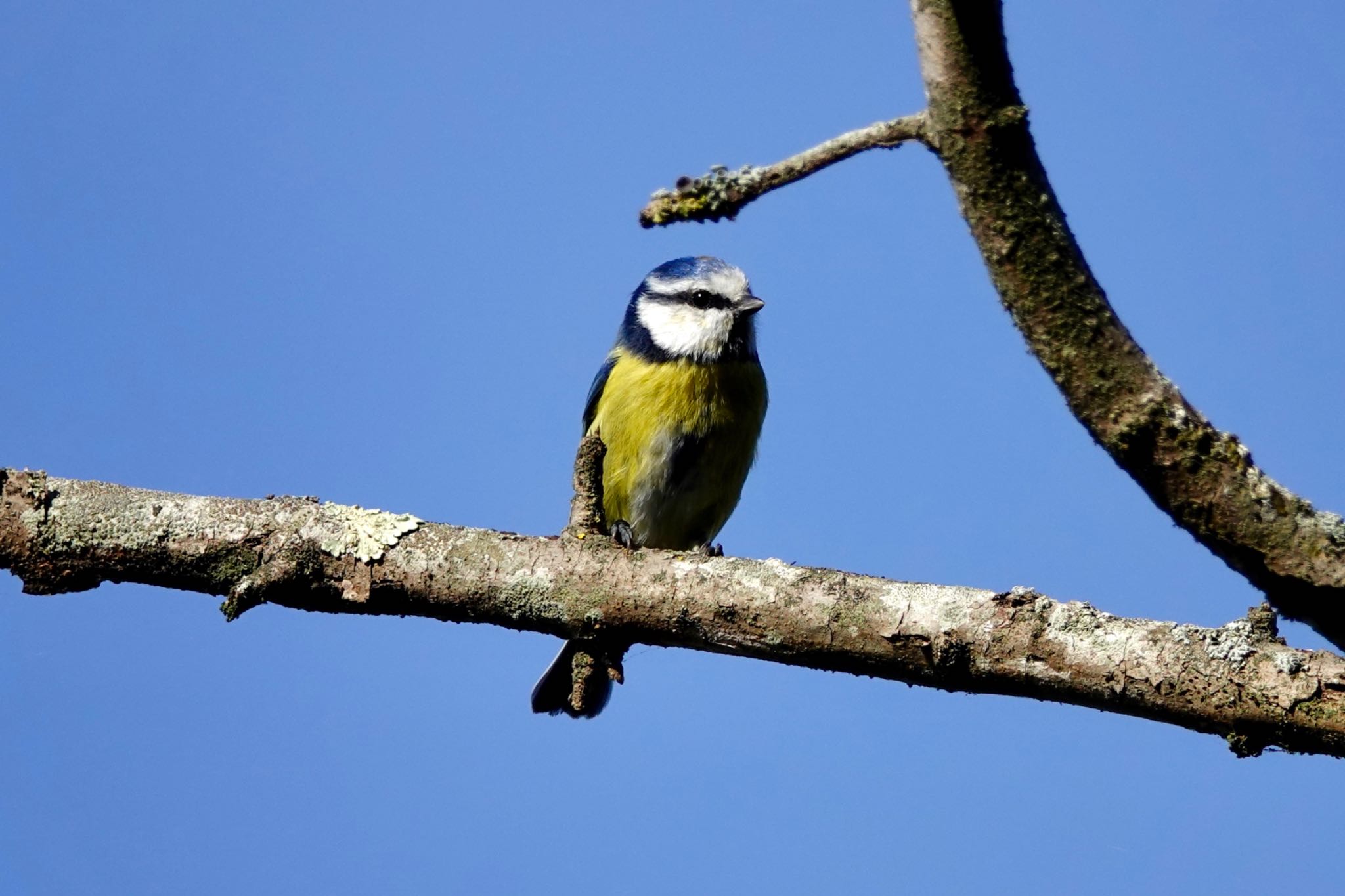 Eurasian Blue Tit