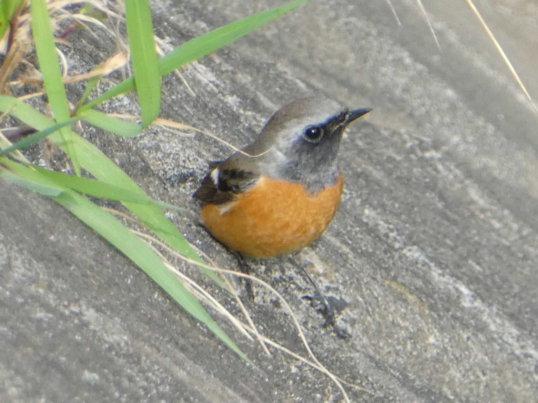 恩田川(高瀬橋付近) ジョウビタキの写真 by Kozakuraband